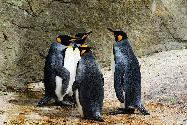 Oh, wait, those are penguins