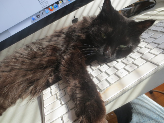 The very patient cat