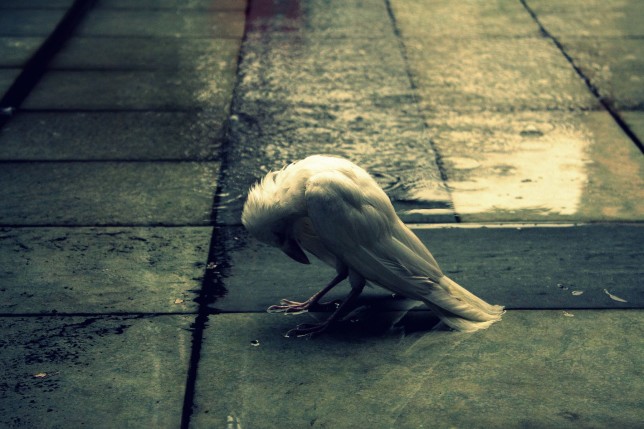 2740162365_d4963789cc_o