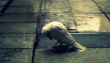 the flight of the white crow